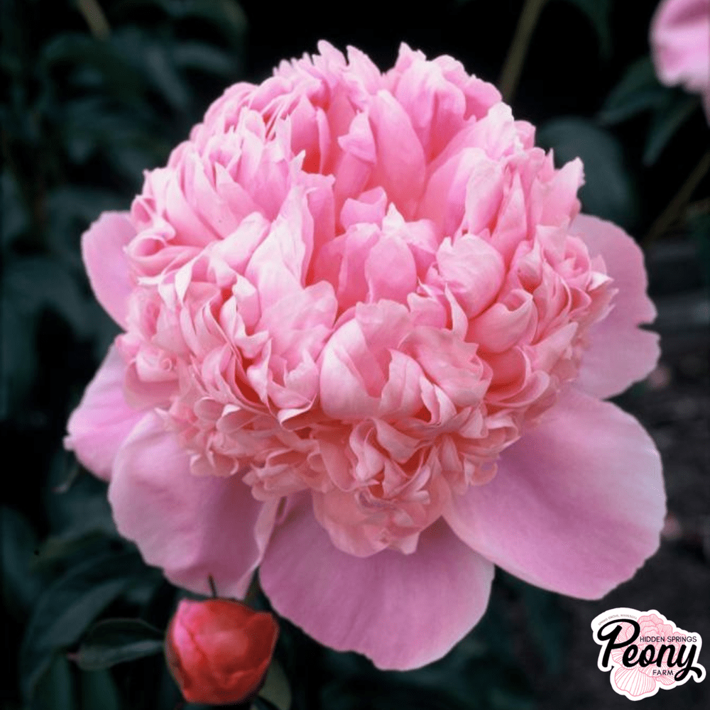 Lady Anna Peony — Hidden Springs Peony Farm